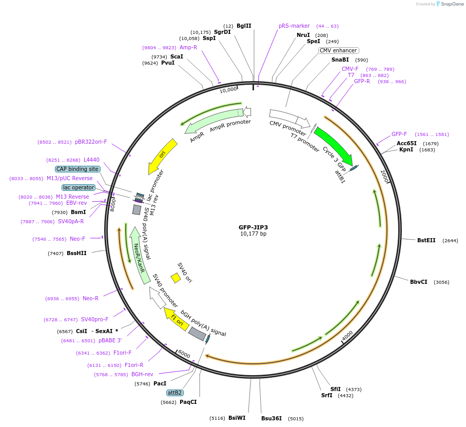 164624-plasmid-map-sequence-id-324194