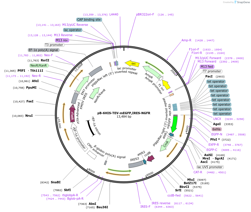 164521-plasmid-map-sequence-id-324198