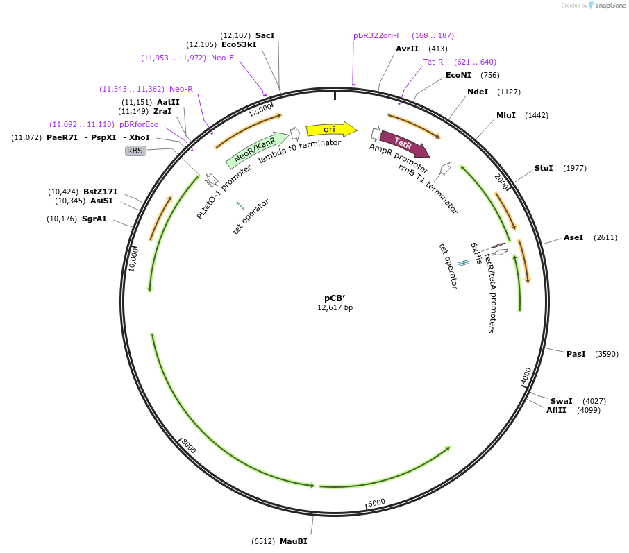162703-plasmid-map-sequence-id-324199