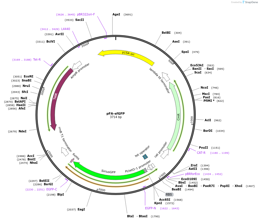 162689-plasmid-map-sequence-id-324205