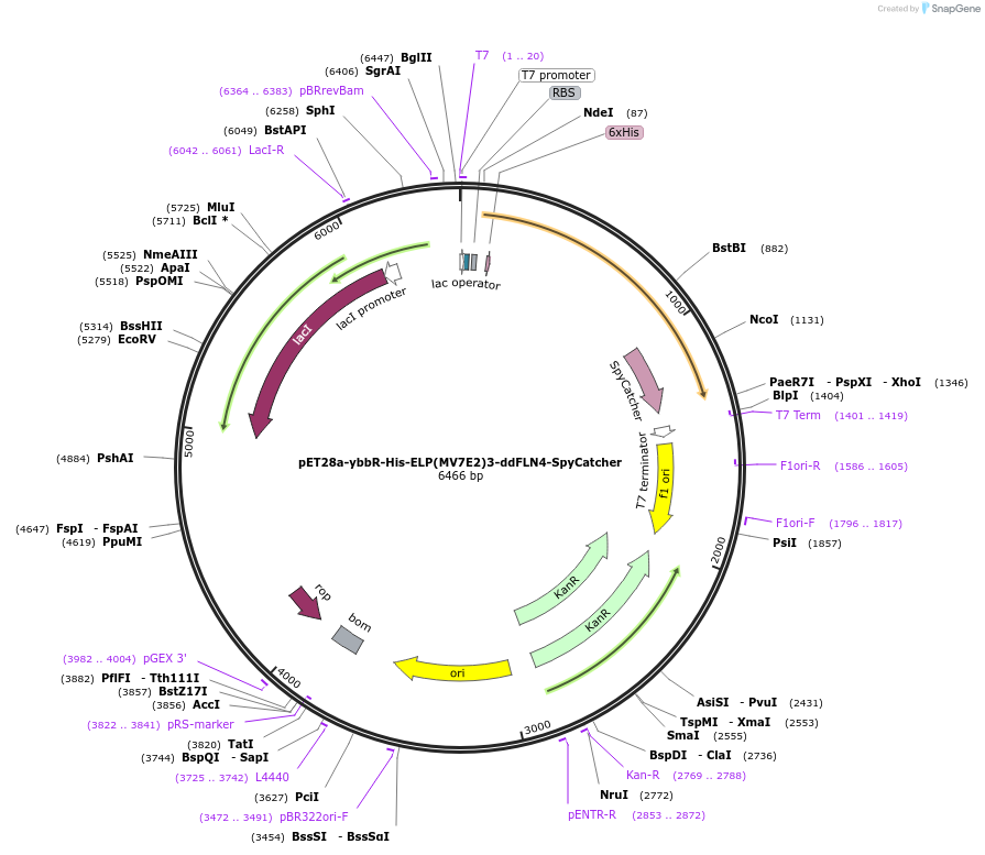 157674-plasmid-map-sequence-id-324208