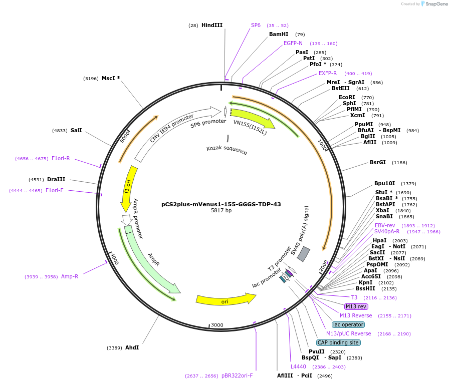 162611-plasmid-map-sequence-id-324209