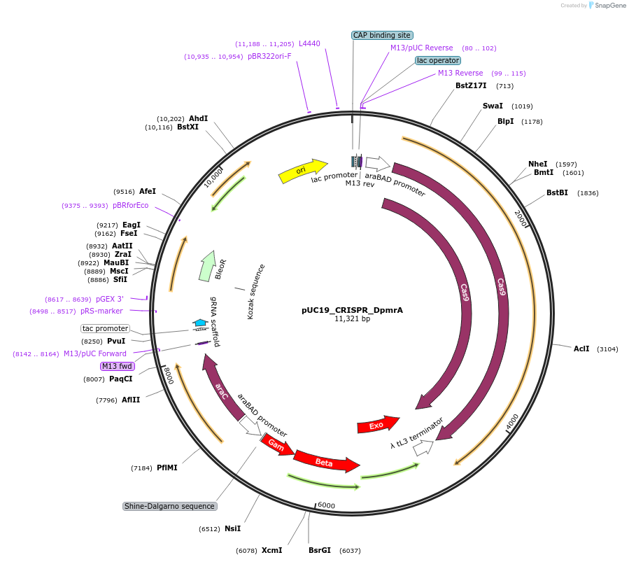 160903-plasmid-map-sequence-id-324210