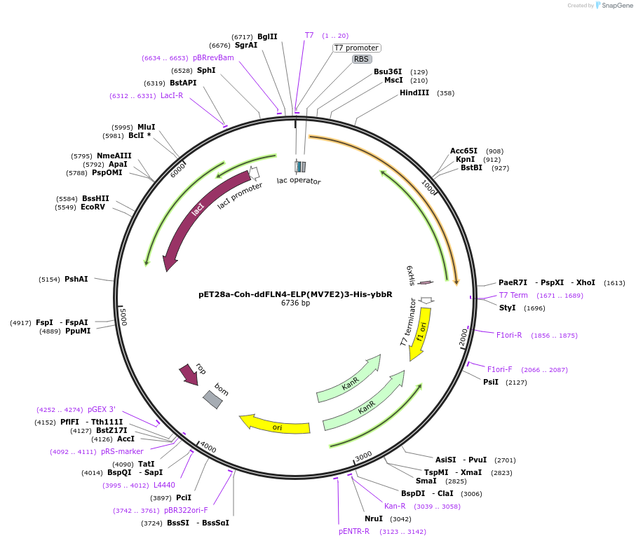 157672-plasmid-map-sequence-id-324211
