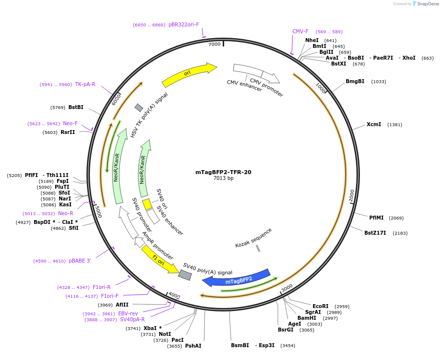 55327-plasmid-map-sequence-id-324214