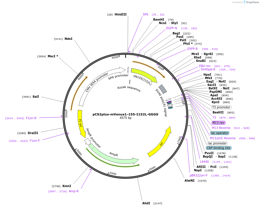 162613-plasmid-map-sequence-id-324216