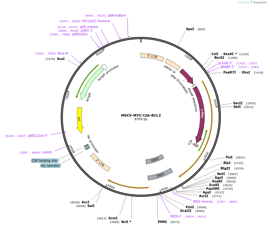135306-plasmid-map-sequence-id-324221