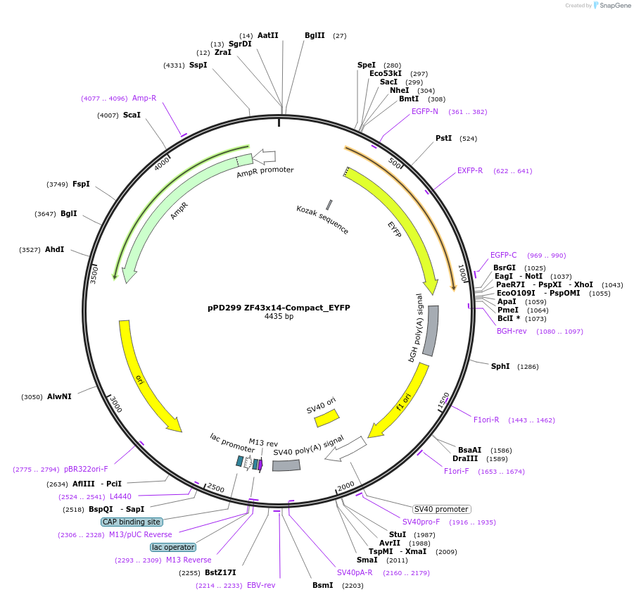 138909-plasmid-map-sequence-id-324222