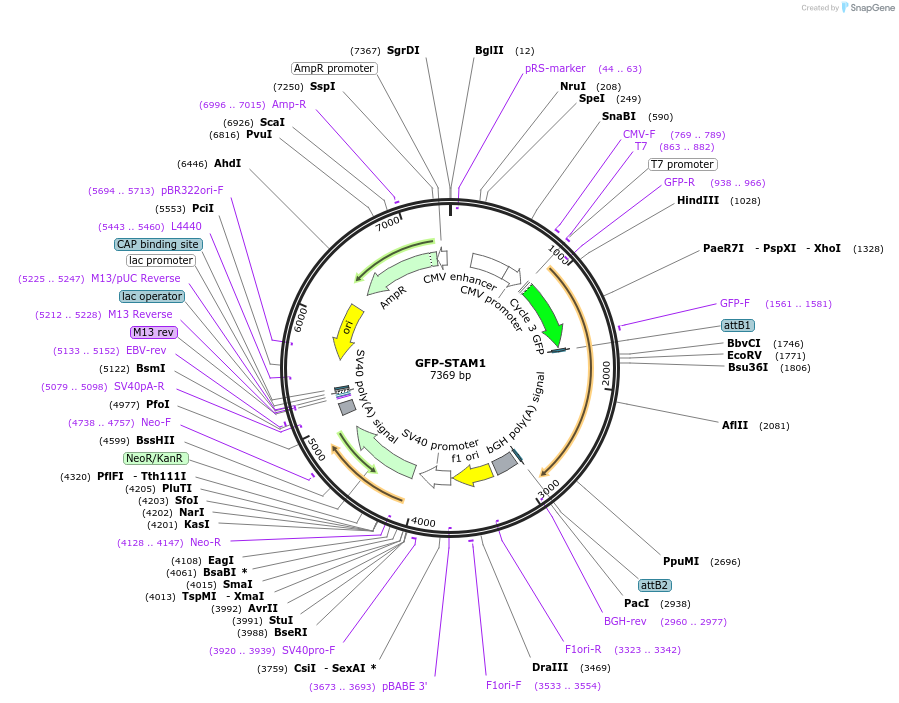 164628-plasmid-map-sequence-id-324224