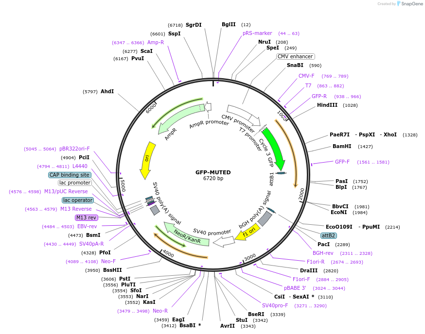 164629-plasmid-map-sequence-id-324225