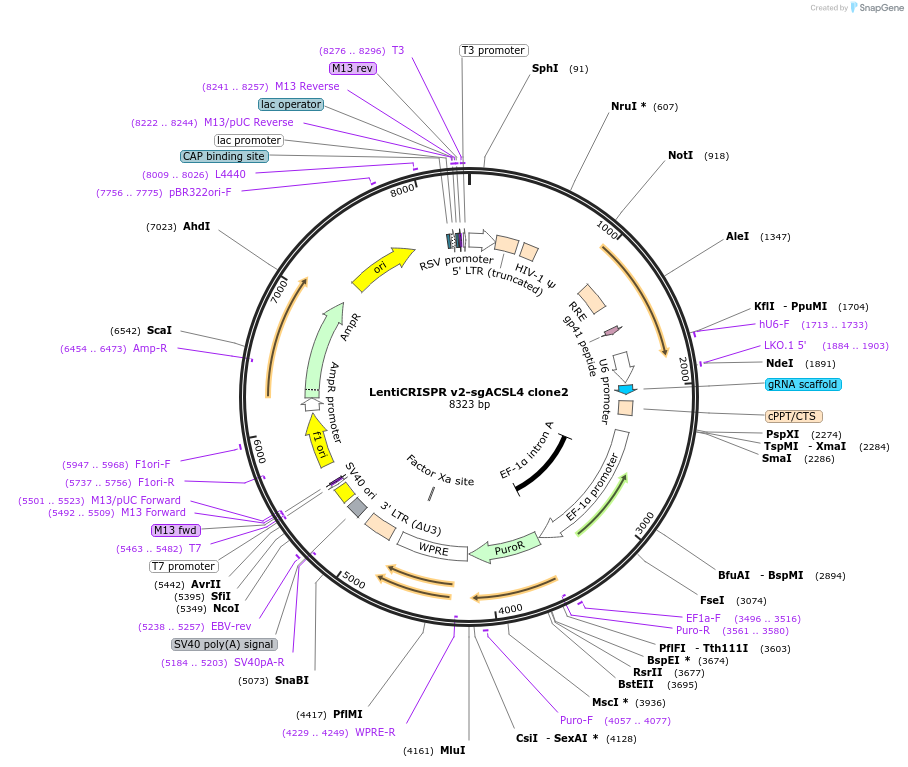 162129-plasmid-map-sequence-id-324230
