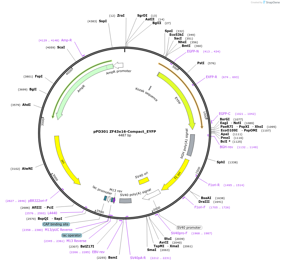 138911-plasmid-map-sequence-id-324231
