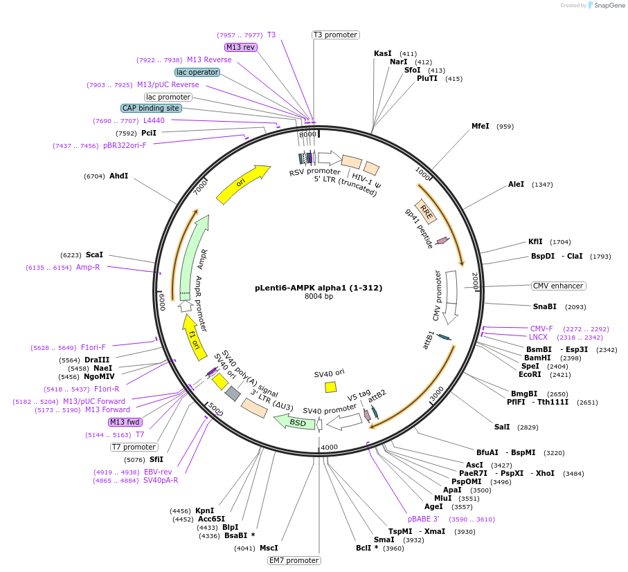 162131-plasmid-map-sequence-id-324232