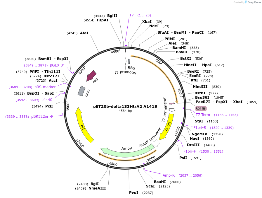 16157-plasmid-map-sequence-id-324233
