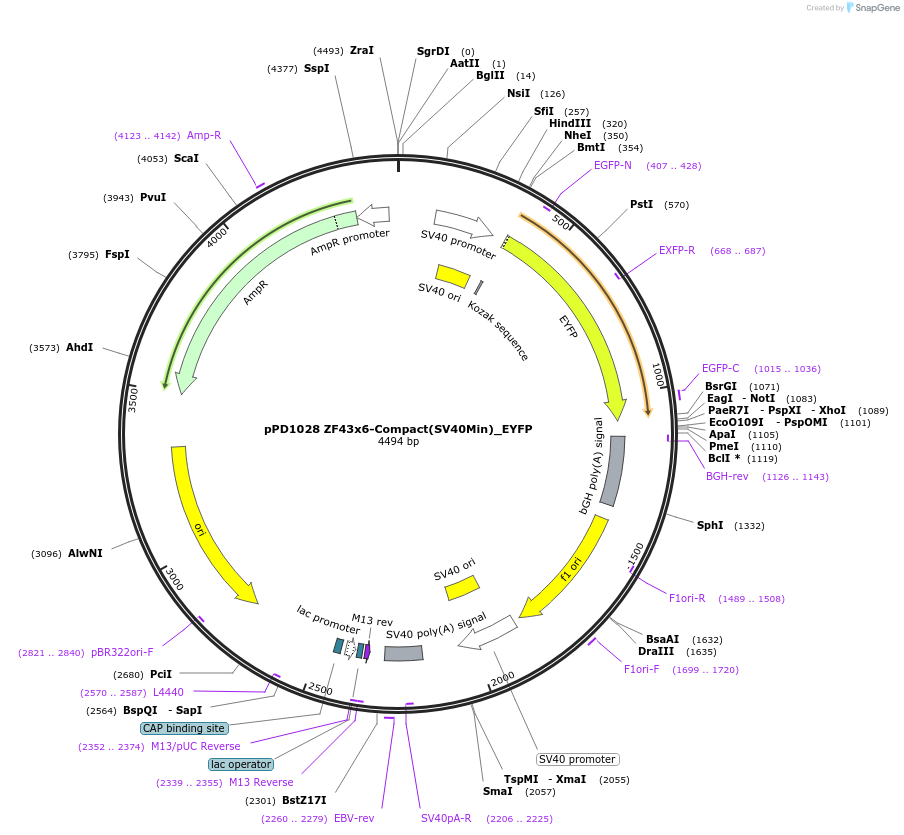 138912-plasmid-map-sequence-id-324234