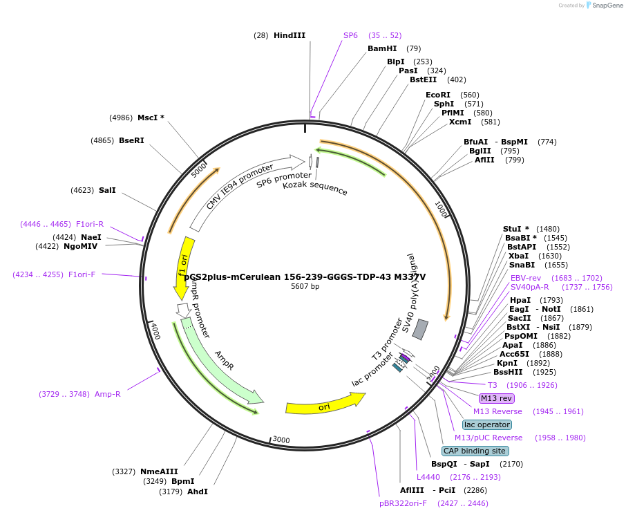 162618-plasmid-map-sequence-id-324261