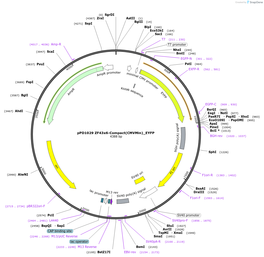138913-plasmid-map-sequence-id-324265