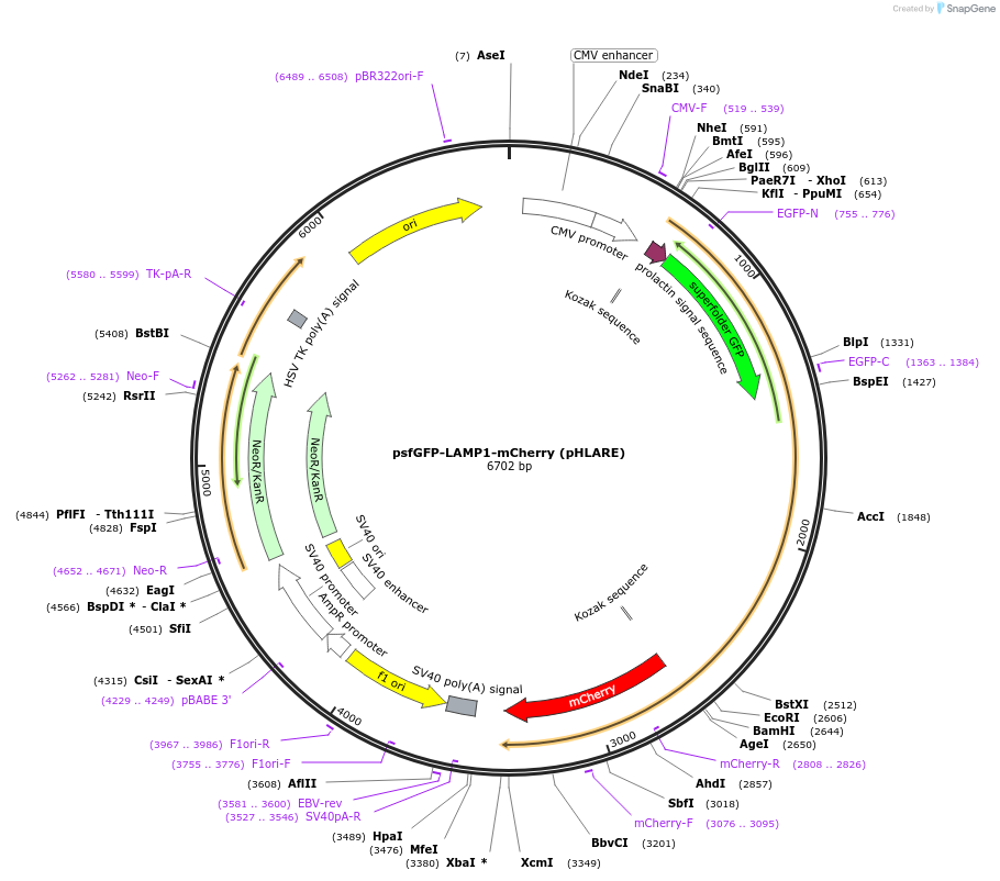 164477-plasmid-map-sequence-id-324281