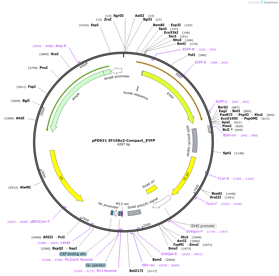 138915-plasmid-map-sequence-id-324288