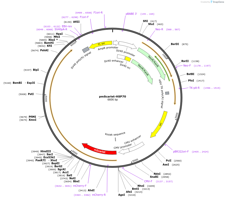 163790-plasmid-map-sequence-id-324299