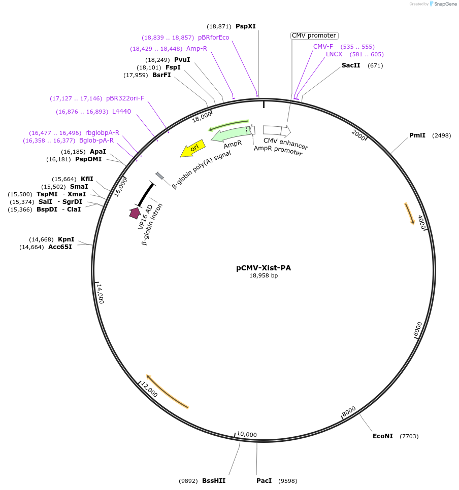 26760-plasmid-map-sequence-id-324300
