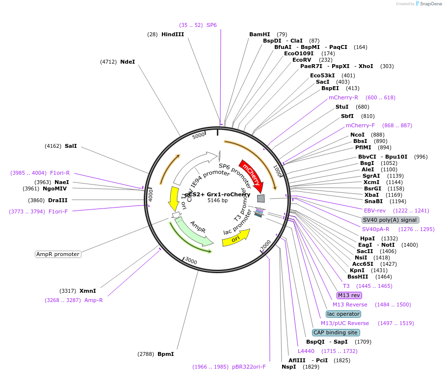 141068-plasmid-map-sequence-id-324305
