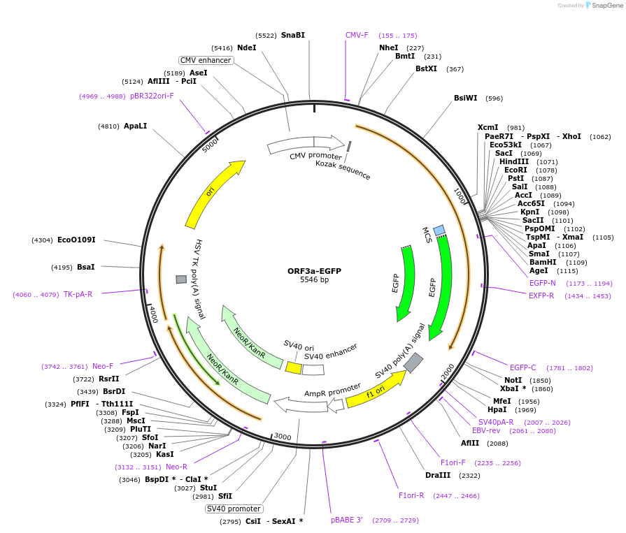 165121-plasmid-map-sequence-id-324308