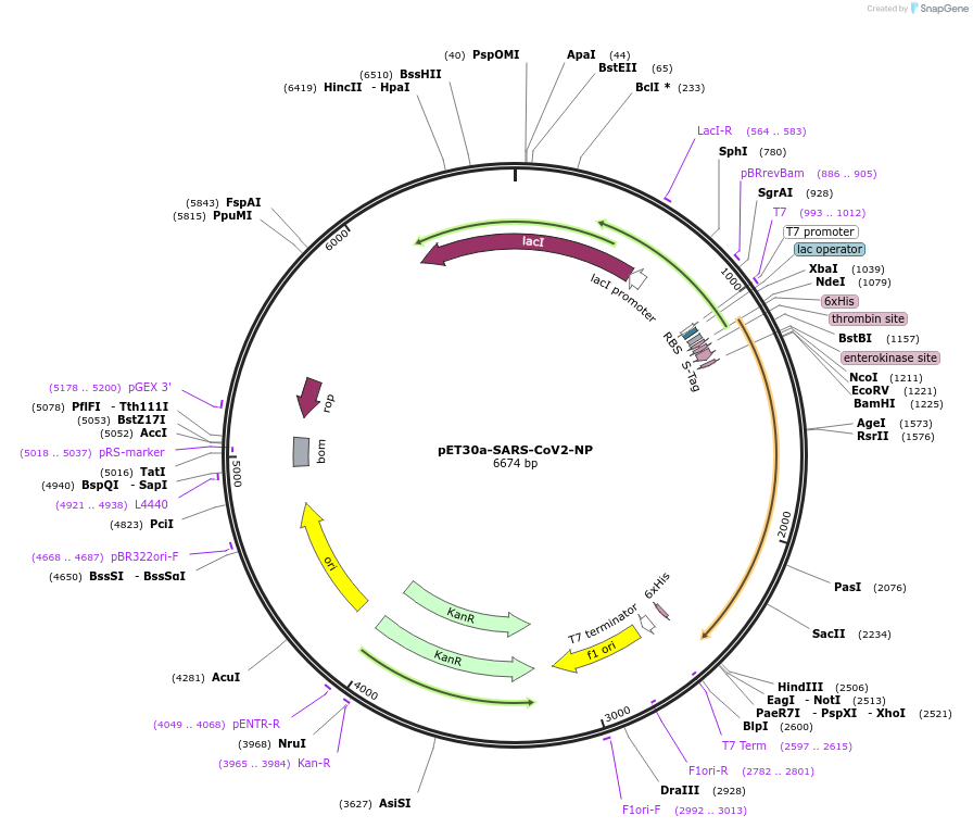 165090-plasmid-map-sequence-id-324309