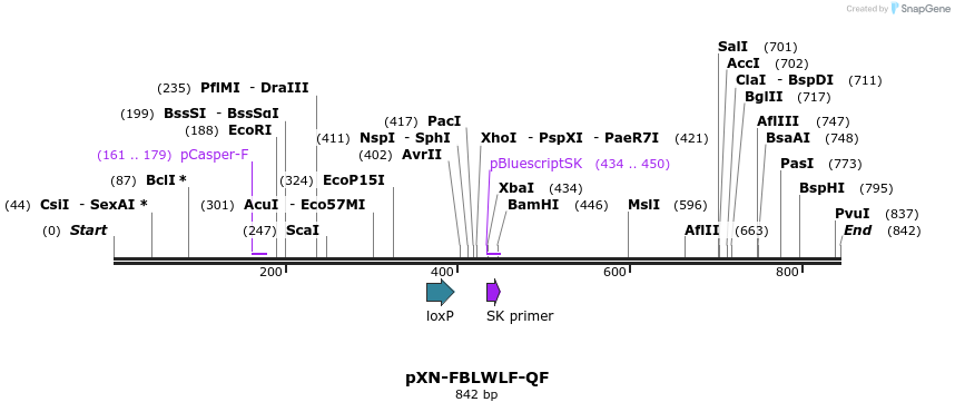 32431_map