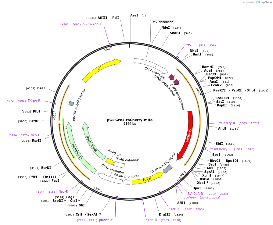 141069-plasmid-map-sequence-id-324310