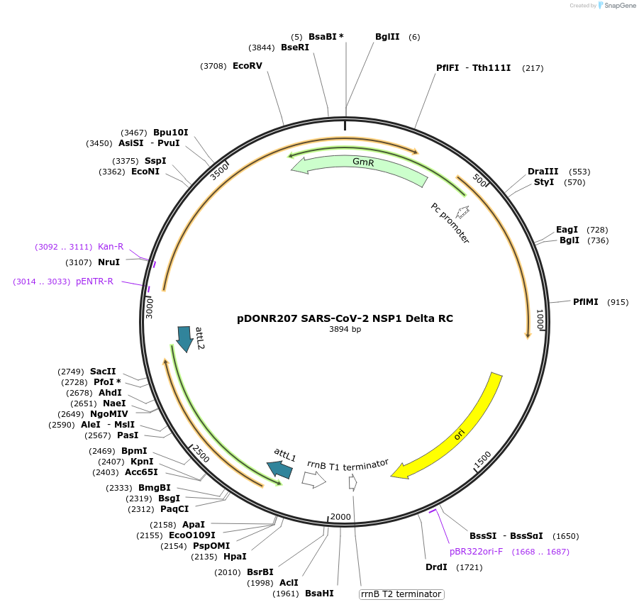 164522-plasmid-map-sequence-id-324313
