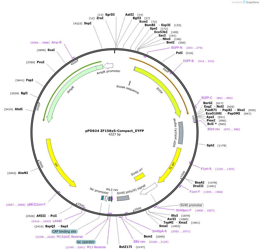 138918-plasmid-map-sequence-id-324324