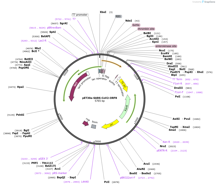 165089-plasmid-map-sequence-id-324329