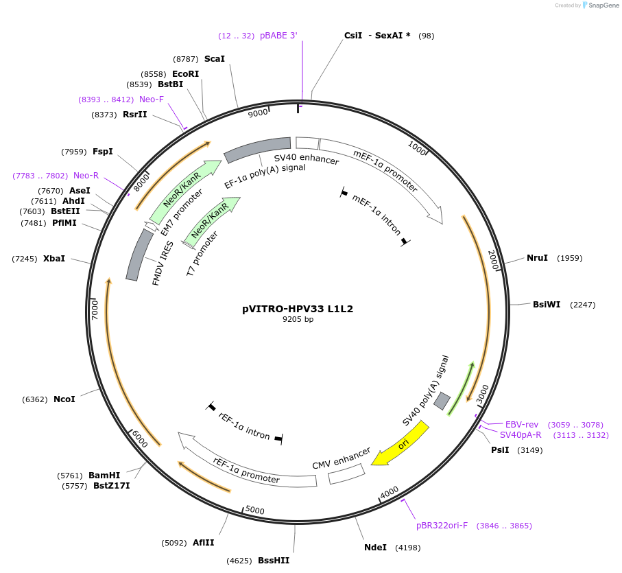 52493-plasmid-map-sequence-id-324339