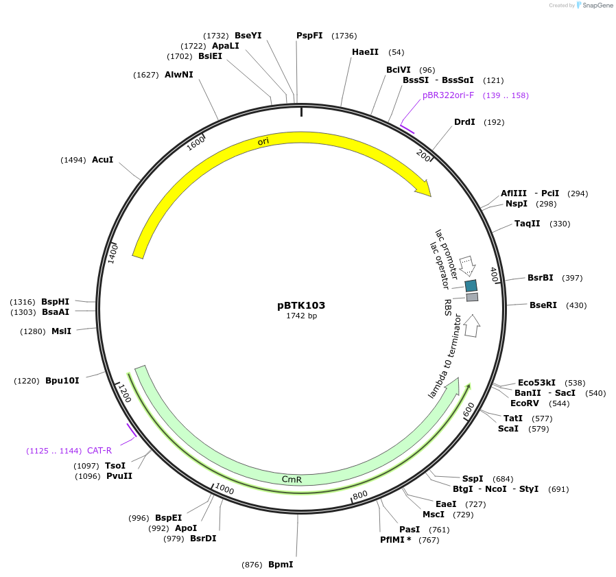 110582-plasmid-map-sequence-id-324340