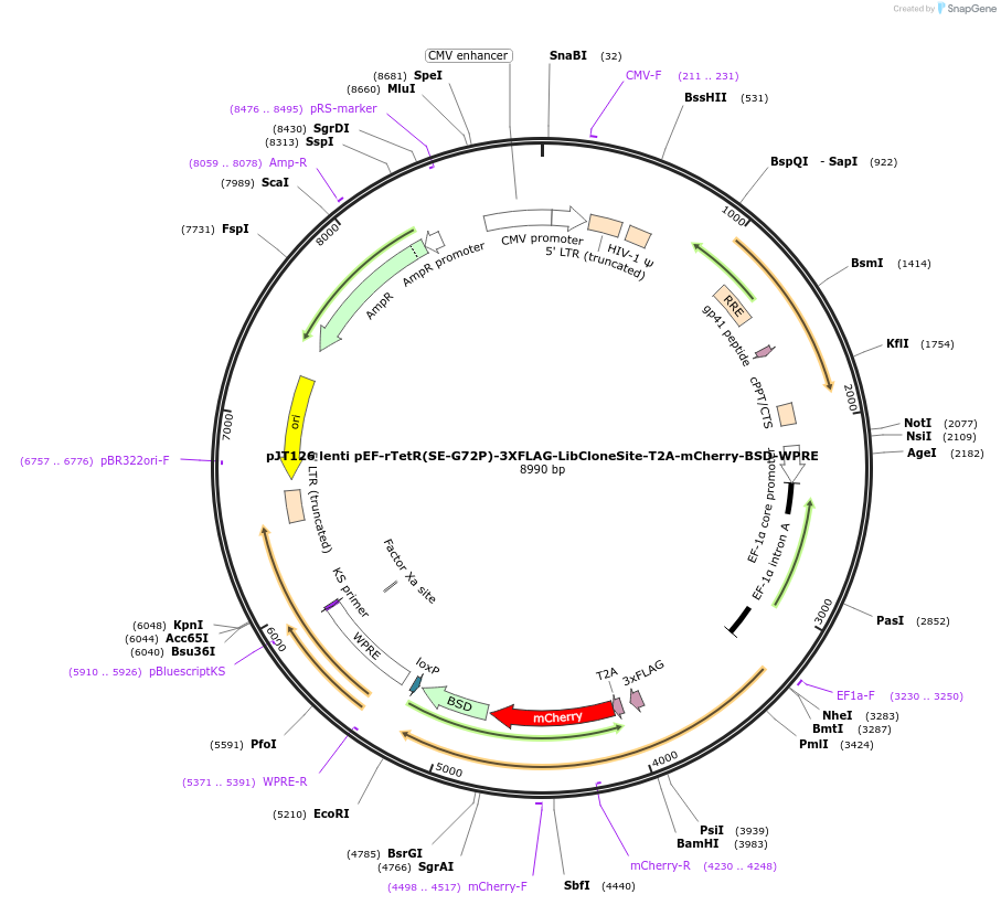 161926-plasmid-map-sequence-id-324346