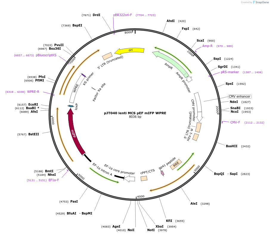 161929-plasmid-map-sequence-id-324348