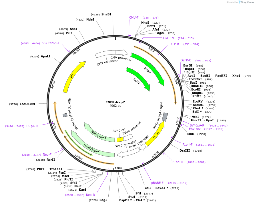 165112-plasmid-map-sequence-id-324365