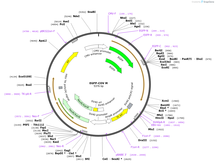 165124-plasmid-map-sequence-id-324465