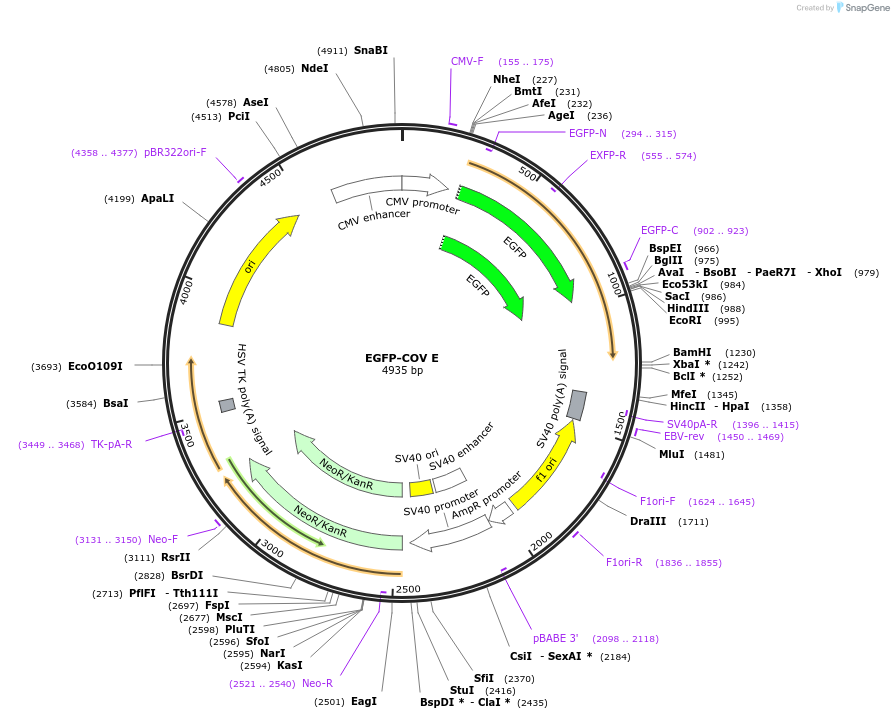 165123-plasmid-map-sequence-id-324474