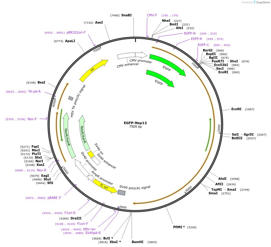 165117-plasmid-map-sequence-id-324479