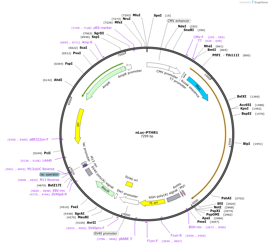 162577-plasmid-map-sequence-id-324482