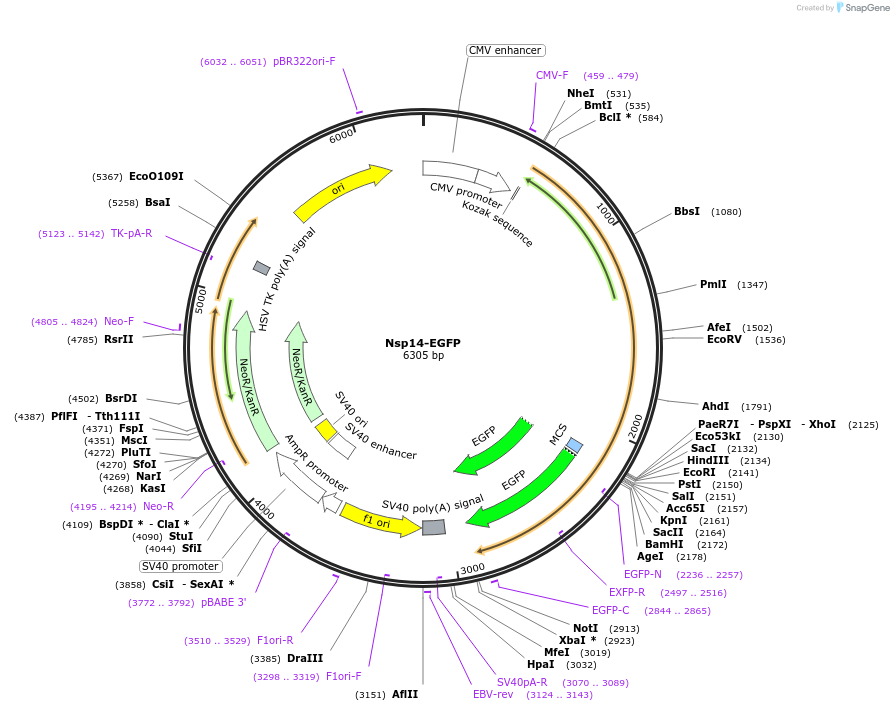 165119-plasmid-map-sequence-id-324483