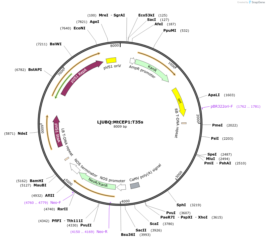 164729-plasmid-map-sequence-id-324486