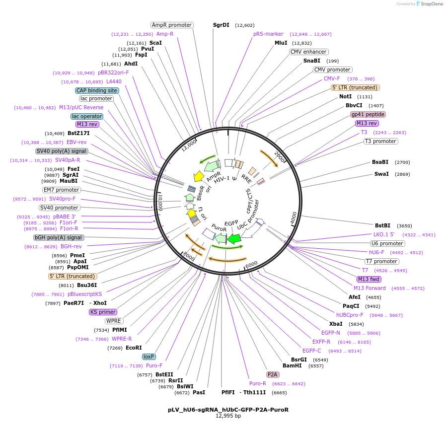 162335-plasmid-map-sequence-id-324507