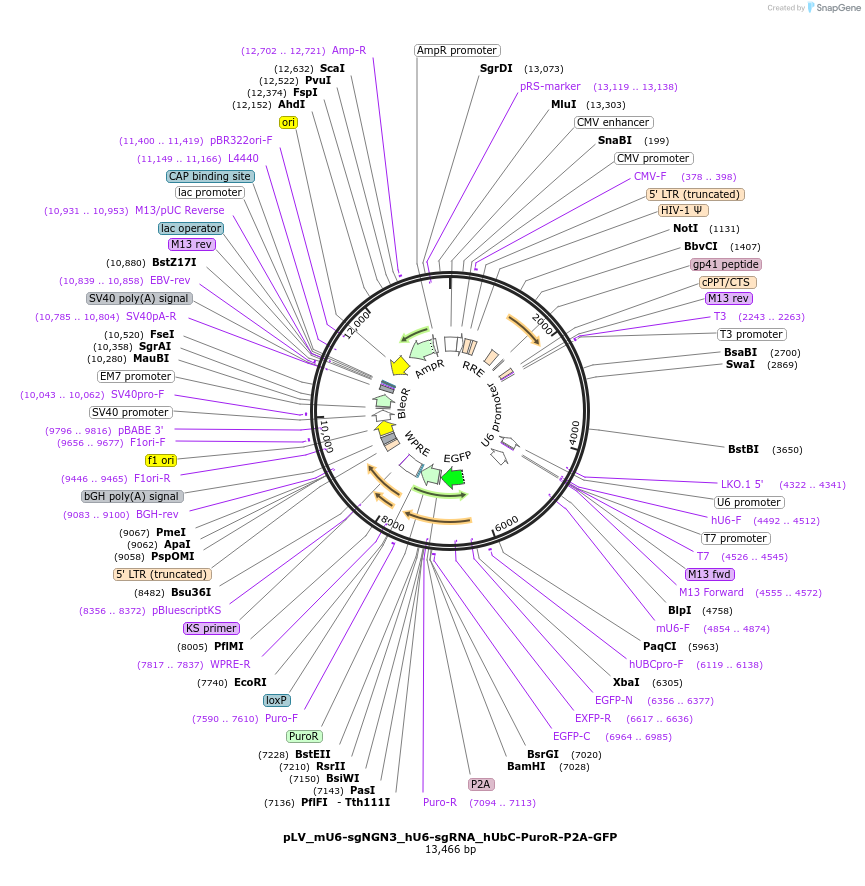 162336-plasmid-map-sequence-id-324508