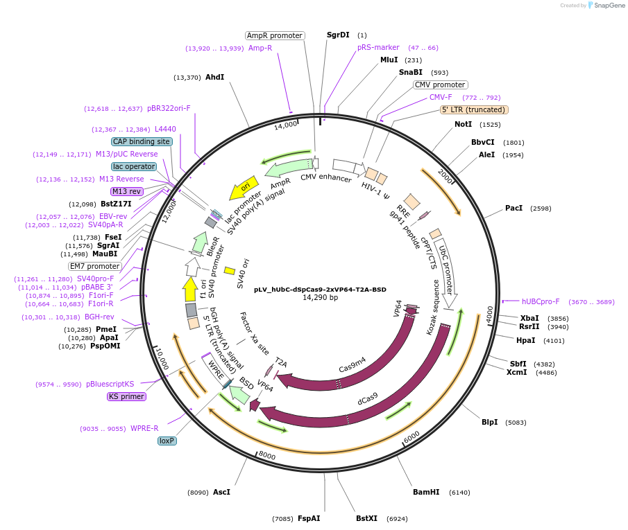 162333-plasmid-map-sequence-id-324509