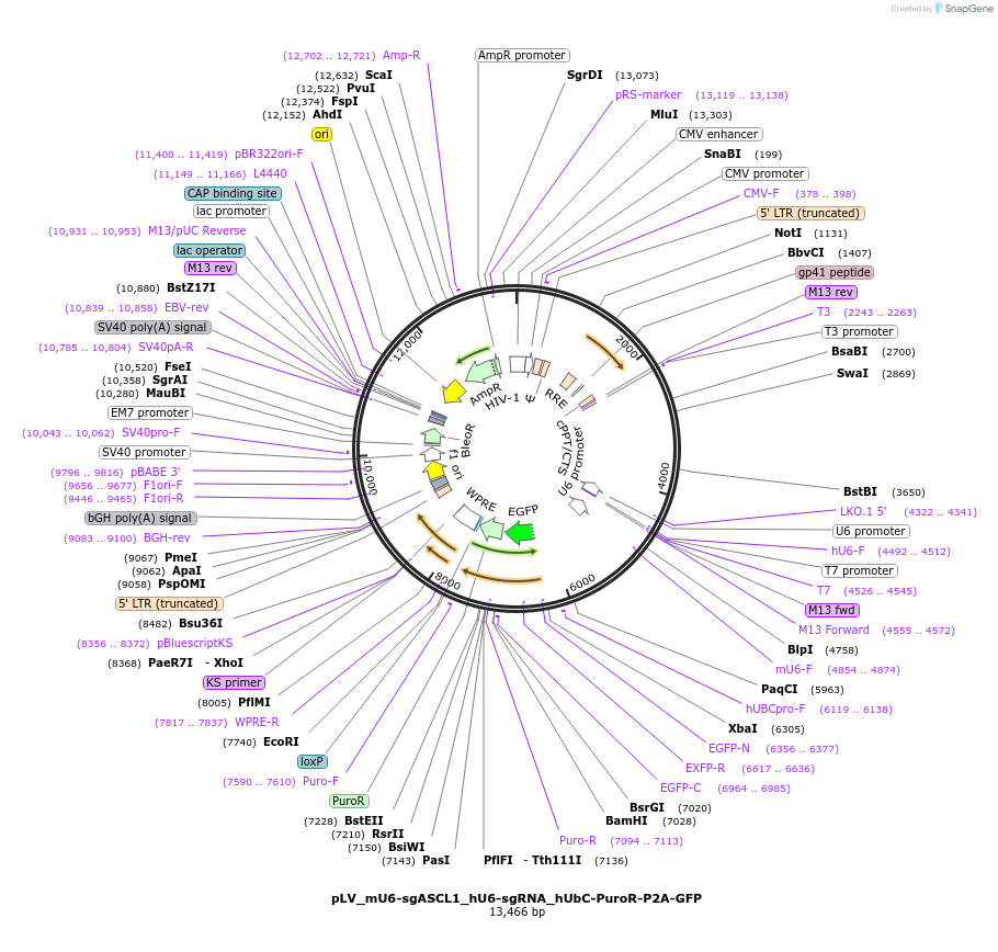 162337-plasmid-map-sequence-id-324511