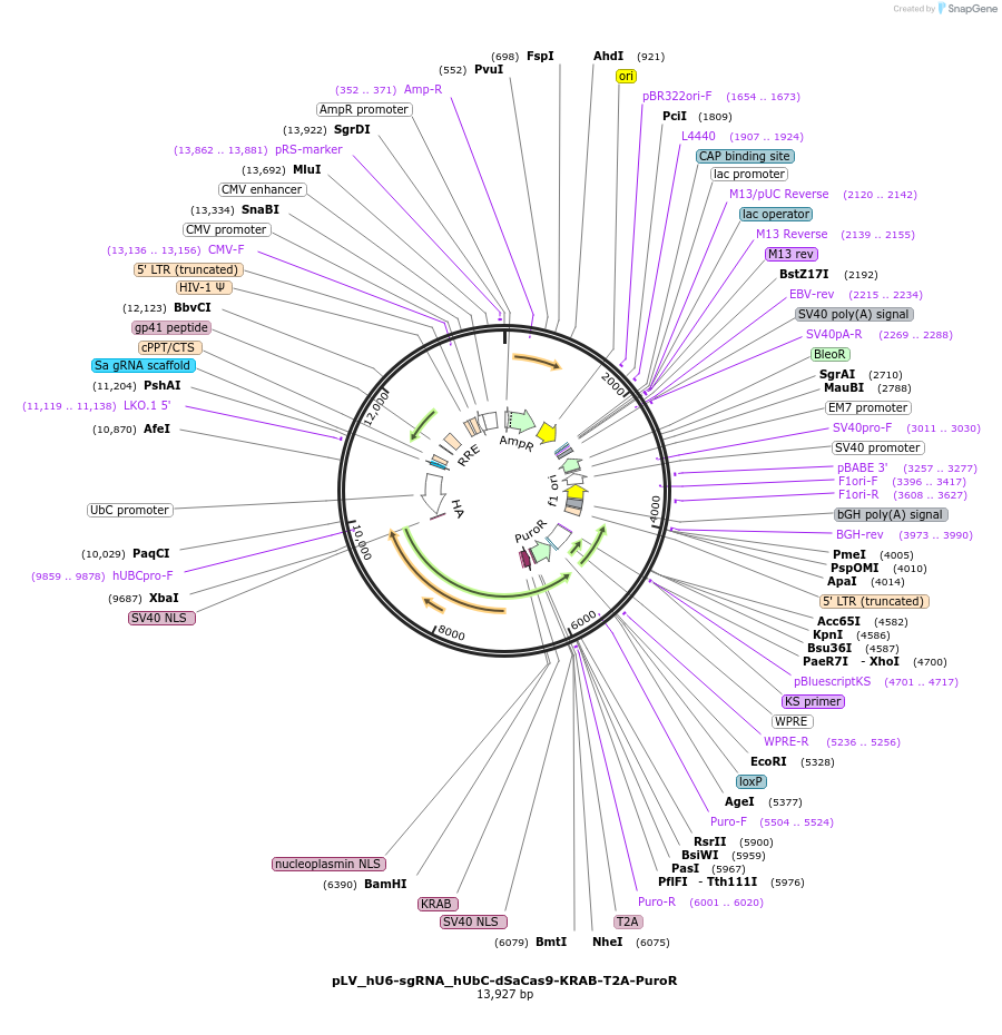 162334-plasmid-map-sequence-id-324514