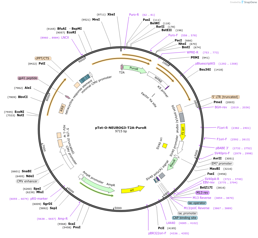 162341-plasmid-map-sequence-id-324516